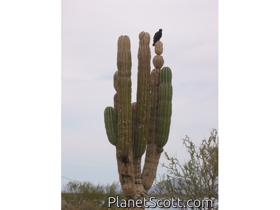 Cardon cactus and turkey vulture