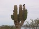 Cardon cactus and turkey vulture