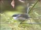 Red-winged Fairywren (Malurus elegans)