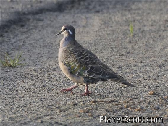 Common Bronzewing (Phaps chalcoptera)