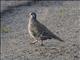 Common Bronzewing (Phaps chalcoptera)