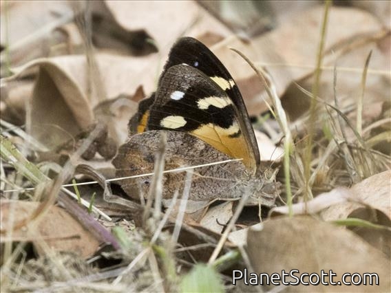 Common Brown (Heteronympha merope)