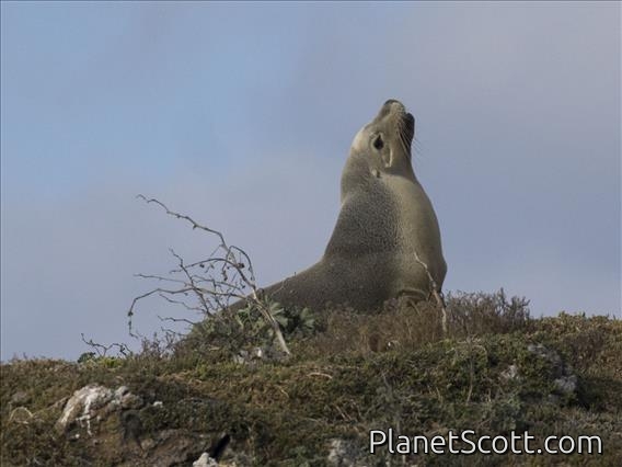 Australian Sea Lion (Neophoca cinerea)