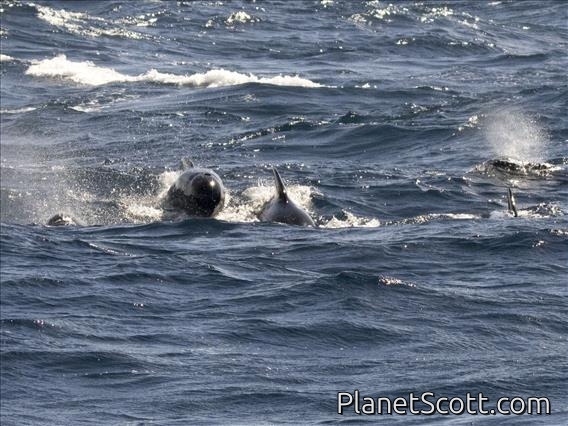 Long-finned Pilot Whale (Globicephala melas)