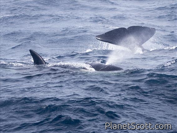 Killer Whale (Orcinus orca)