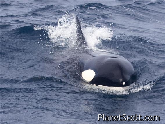 Killer Whale (Orcinus orca)