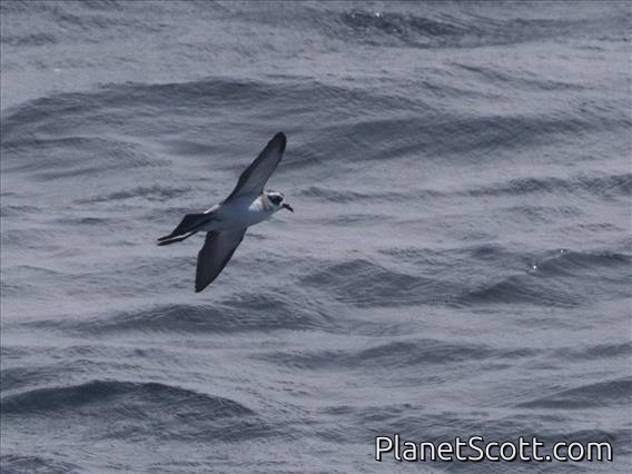White-faced Storm-Petrel (Pelagodroma marina)