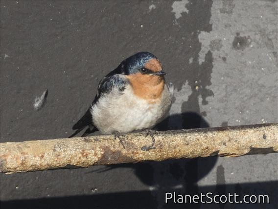 Welcome Swallow (Hirundo neoxena)
