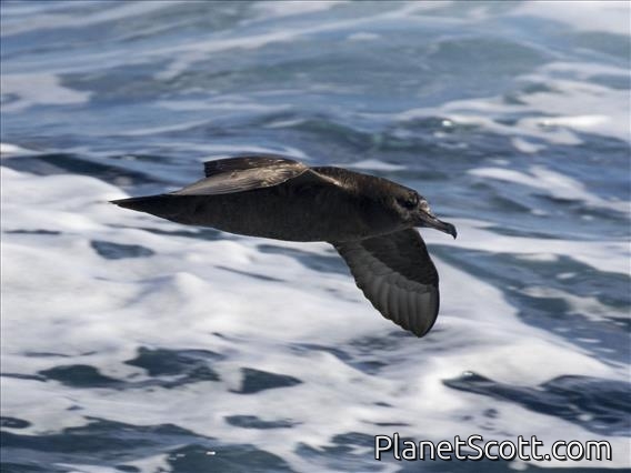 Flesh-footed Shearwater (Ardenna carneipes)