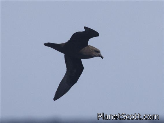 Great-winged Petrel (Pterodroma macroptera)