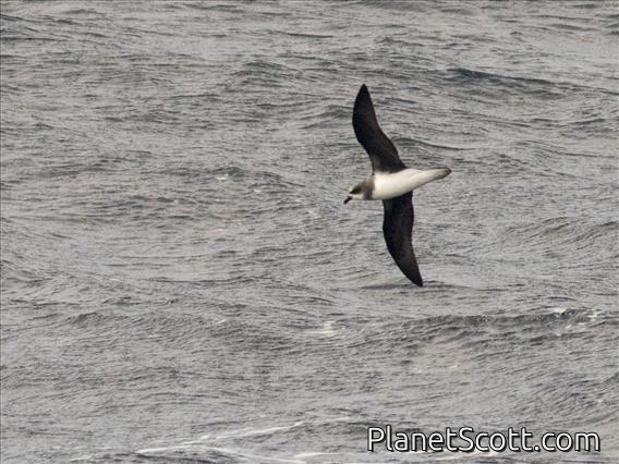 Soft-plumaged Petrel (Pterodroma mollis)