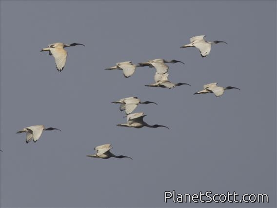 Australian Ibis (Threskiornis molucca)
