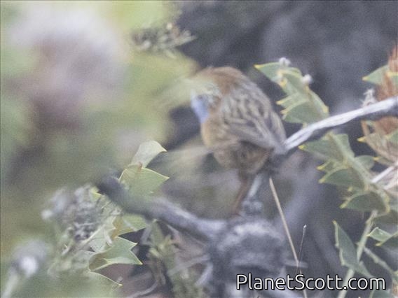 Southern Emuwren (Stipiturus malachurus)