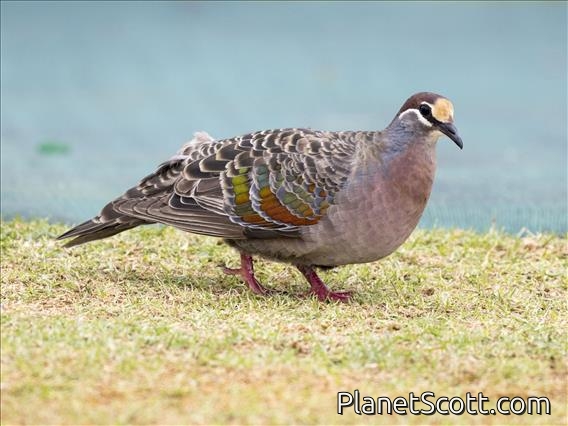Common Bronzewing (Phaps chalcoptera)