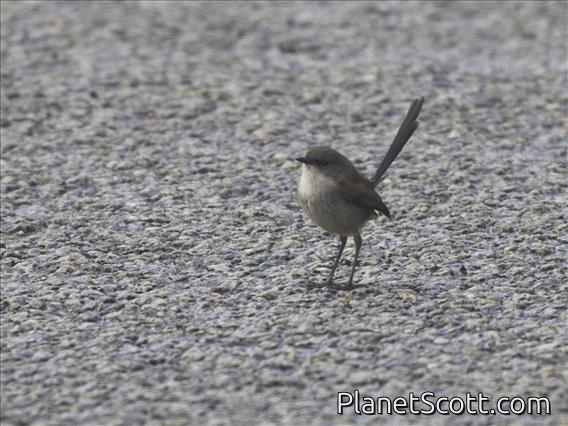Red-winged Fairywren (Malurus elegans) - Female