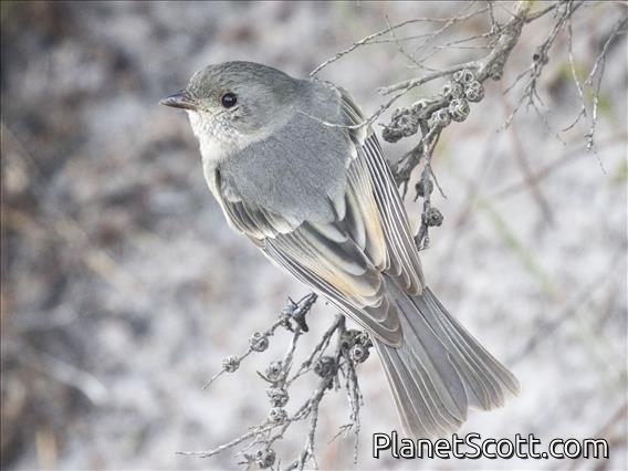 Golden Whistler (Pachycephala pectoralis) - Immature