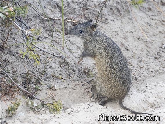 Quenda (Isoodon fusciventer)