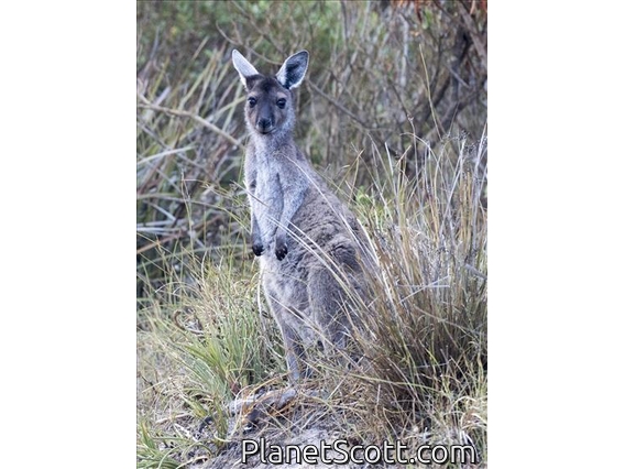 Western Gray Kangaroo (Macropus fuliginosus)