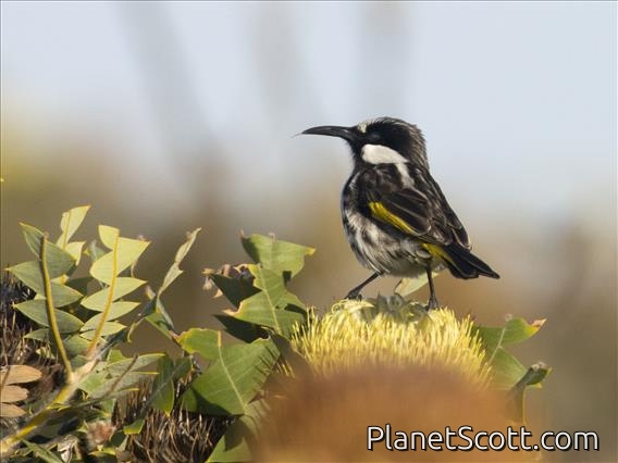White-cheeked Honeyeater (Phylidonyris niger)