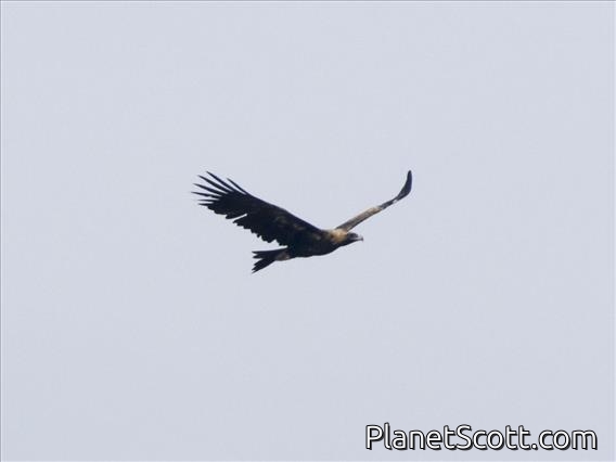Wedge-tailed Eagle (Aquila audax)