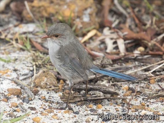 Splendid Fairywren (Malurus splendens) - Female