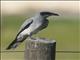 Black-faced Cuckooshrike (Coracina novaehollandiae)