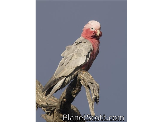 Galah (Eolophus roseicapilla)