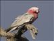 Galah (Eolophus roseicapilla)