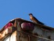 Barn Swallow