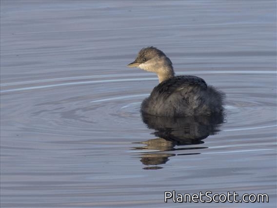 Hoary-headed Grebe (Poliocephalus poliocephalus)