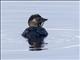 Musk Duck (Biziura lobata)