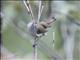 Inland Thornbill (Acanthiza apicalis)