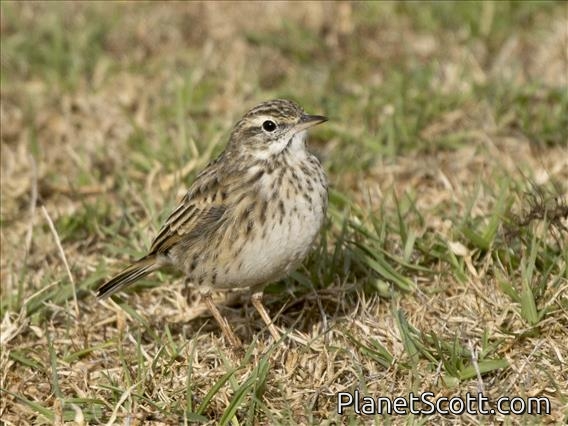 Australian Pipit (Anthus australis)