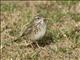 Australian Pipit (Anthus australis)
