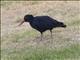 Sooty Oystercatcher (Haematopus fuliginosus)