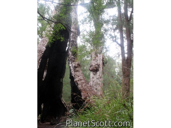 Giant Trees