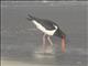Pied Oystercatcher (Haematopus longirostris)