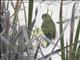 Rock Parrot (Neophema petrophila)