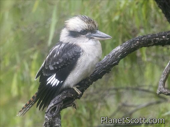 Laughing Kookaburra (Dacelo novaeguineae)