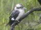 Laughing Kookaburra (Dacelo novaeguineae)