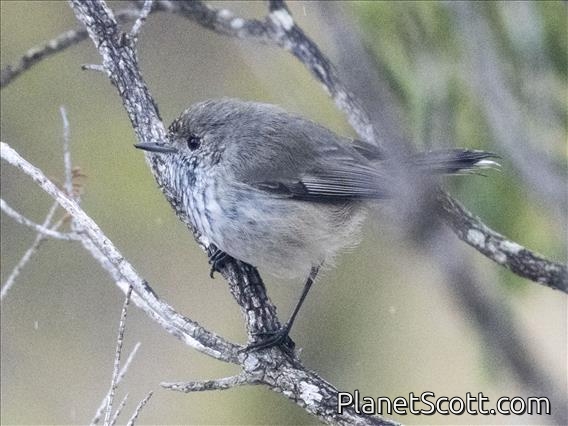 Inland Thornbill (Acanthiza apicalis)