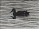 Australasian Shoveler (Spatula rhynchotis)