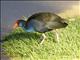 Australasian Swamphen (Porphyrio melanotus)