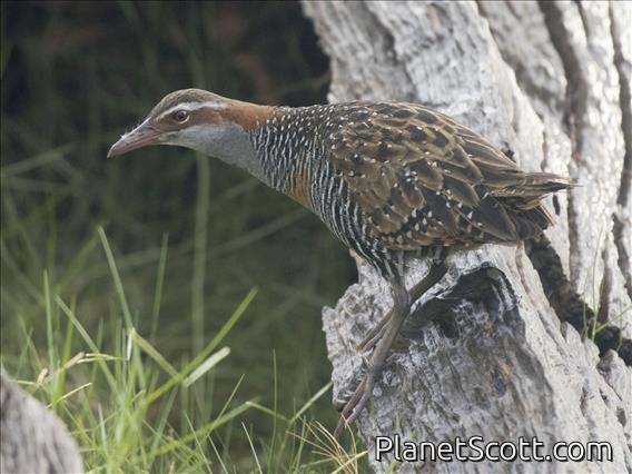 Buff-banded Rail (Gallirallus philippensis)