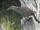 Buff-banded Rail (Gallirallus philippensis)