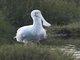 Yellow-billed Spoonbill (Platalea flavipes)