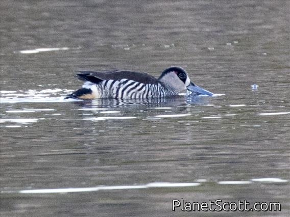 Pink-eared Duck (Malacorhynchus membranaceus)