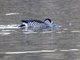 Pink-eared Duck (Malacorhynchus membranaceus)