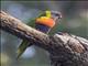 Rainbow Lorikeet (Trichoglossus moluccanus)