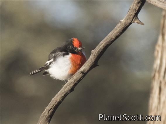 Red-capped Robin (Petroica goodenovii) - Male